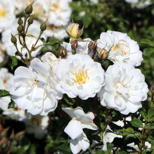 Rosa Diamant® - weiß - bodendecker rosen